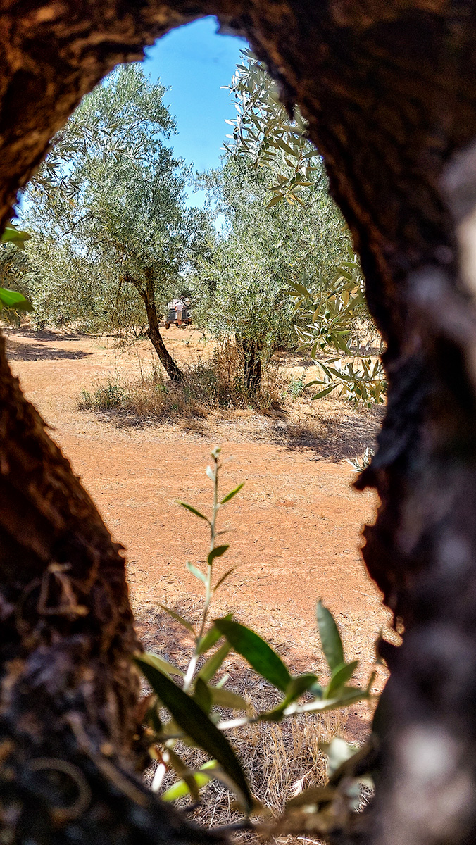 Traditional olive grove with vegetation cover